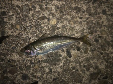 連日のアジング